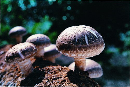 有几种维生素对眼睛好,吃什么维生素可以保护眼睛