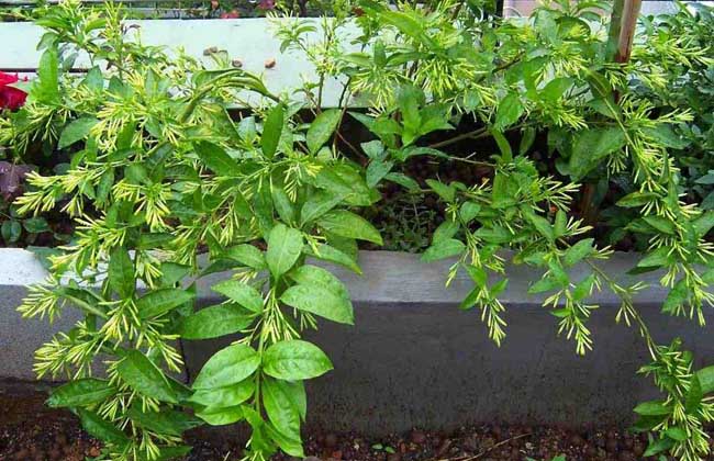 夜来香叶子枯黄怎么办,夜来香叶发黄怎样处理