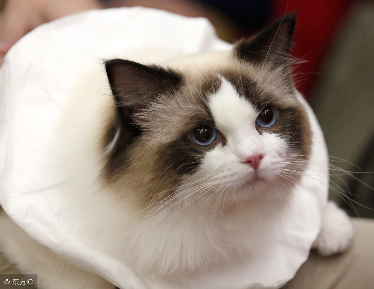 猫咪体内驱虫可以防止弓形虫么,猫咪吃体内驱虫药后有什么反应