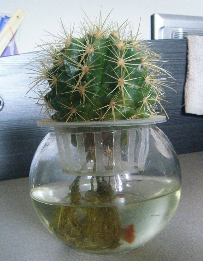 多肉植物可以水培扦插,多肉水培可以移栽土里吗