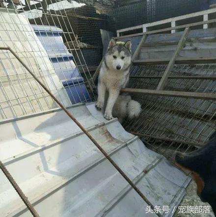 男子晒成年哈士奇，问值多少钱，网友：能蠢成这样的一般都贵...