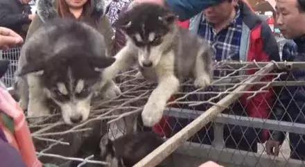 农民工500卖哈士奇，却没人敢买，路人教他喊“不拆不要钱”