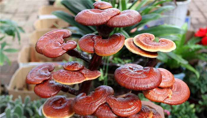 灵芝类保健品市场分析,灵芝厂家批发市场价格表