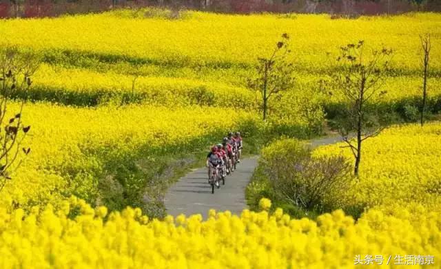 南京高淳区怎么样,南京高淳出的明星