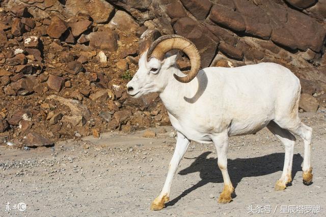 属羊应该和什么属相结合最好,属羊的人和什么属相的人合得来