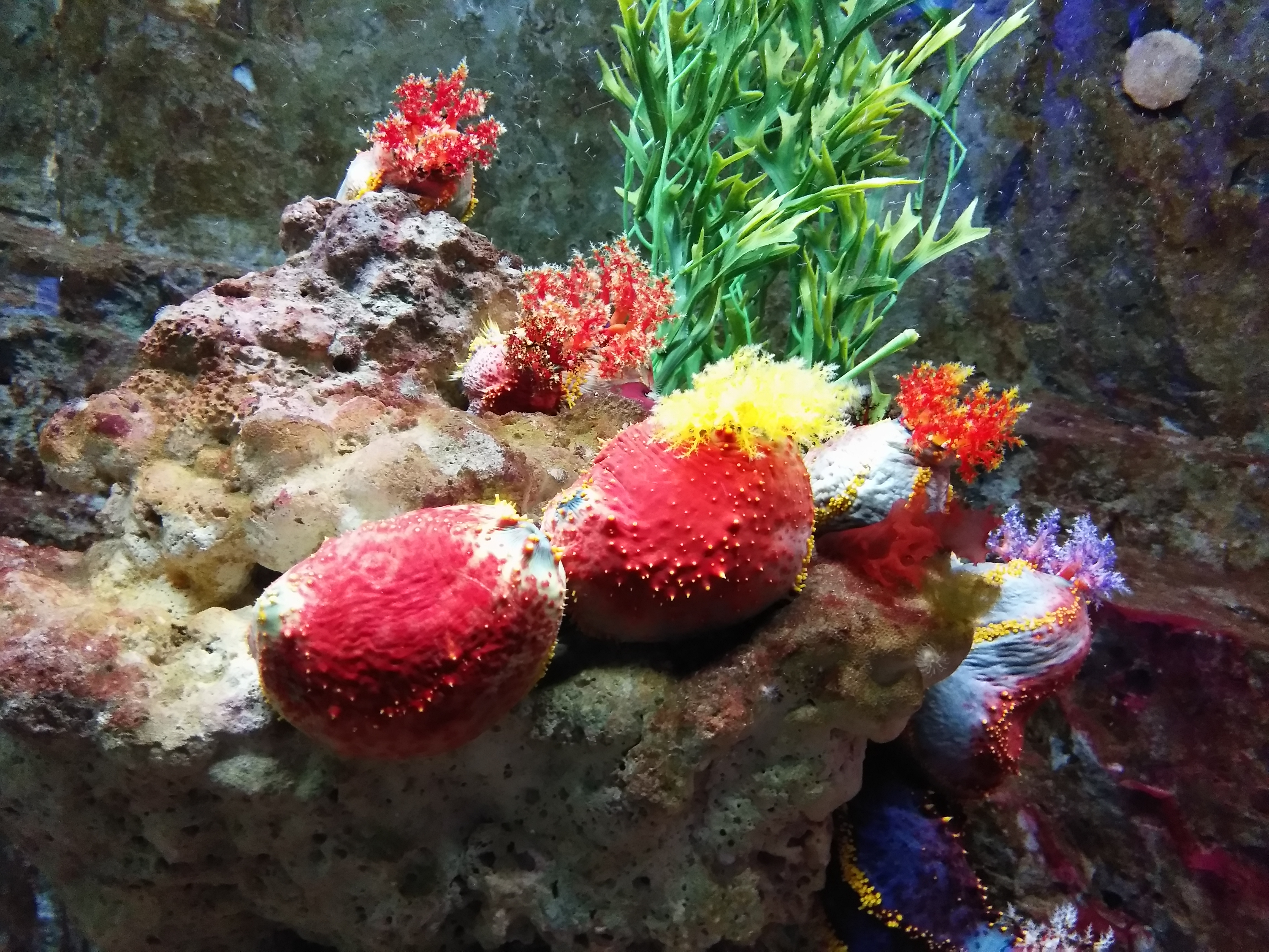 芽庄珍珠岛好玩不,芽庄珍珠岛夜场怎么玩