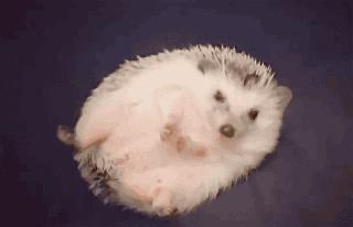 非洲迷你刺猬生了宝宝怎么照顾,怎么照顾刺猬