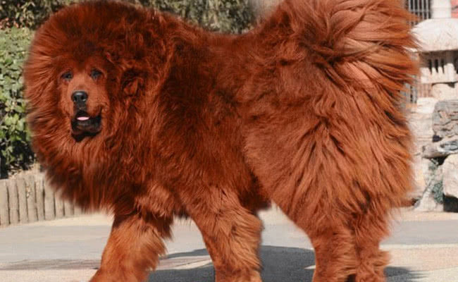 世界上最贵的守宫宠物,全世界最贵的宠物是什么狗