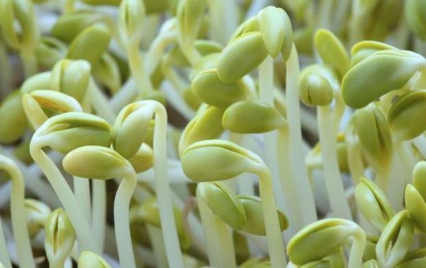 去肝火食物和蔬菜水果有哪些,肝火郁结吃什么蔬菜最好