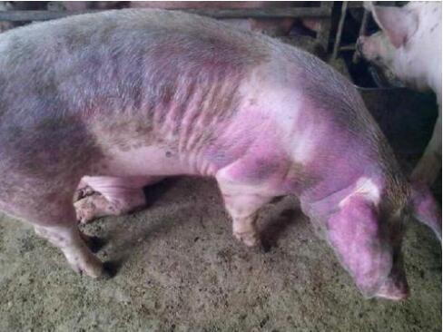 （养猪经验探讨）猪硒和维生素E缺乏症的临床症状与防治措施！