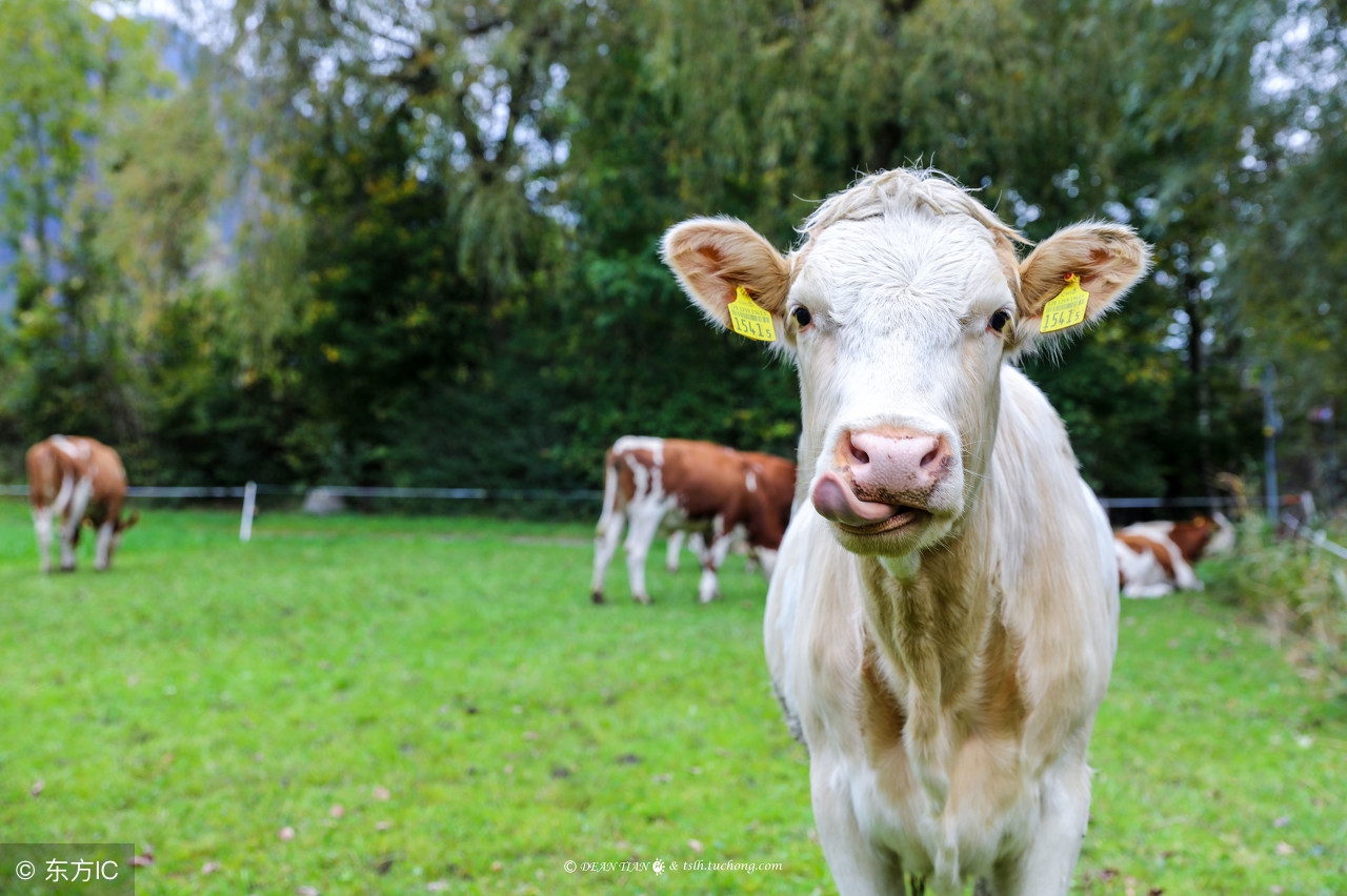 母牛流产常见的7种原因!母牛常见细菌性流产及防治办法!