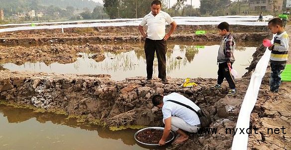 养小龙虾赚钱吗怎样养殖确保收益,小龙虾养殖池塘深水好还是浅水好