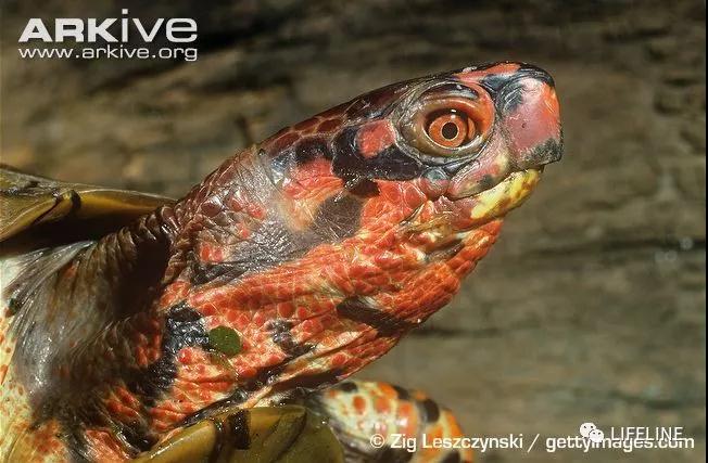 三趾箱龟的繁育方法,纯种三趾箱龟