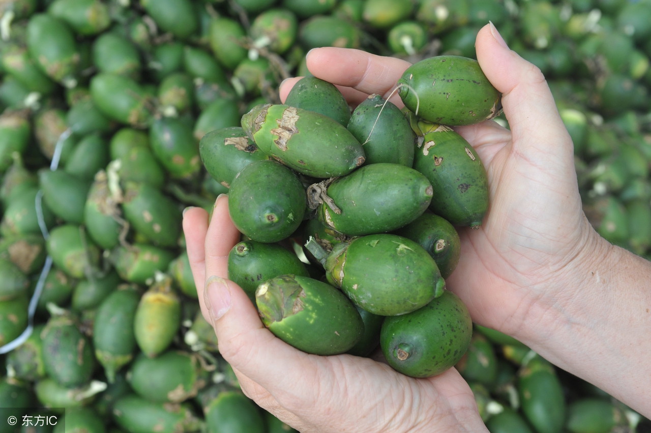 槟榔是把双刃剑,专家说槟榔不能多吃是有道理的