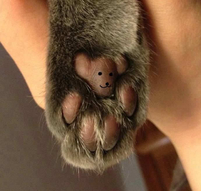 喵喵粉嫩的肉垫上被封印了一只小熊哟！好可爱的纹爪！