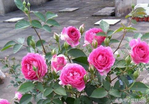 月季不能浇什么水,月季施肥不当怎么处理