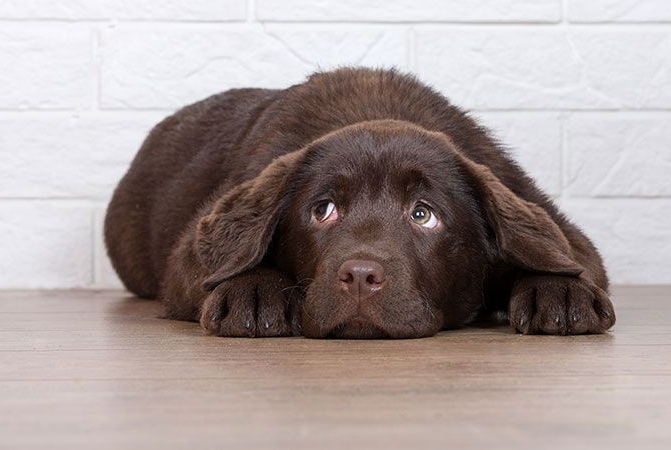 狗狗呕吐怎么治疗最佳,治疗狗狗呕吐的最佳方法