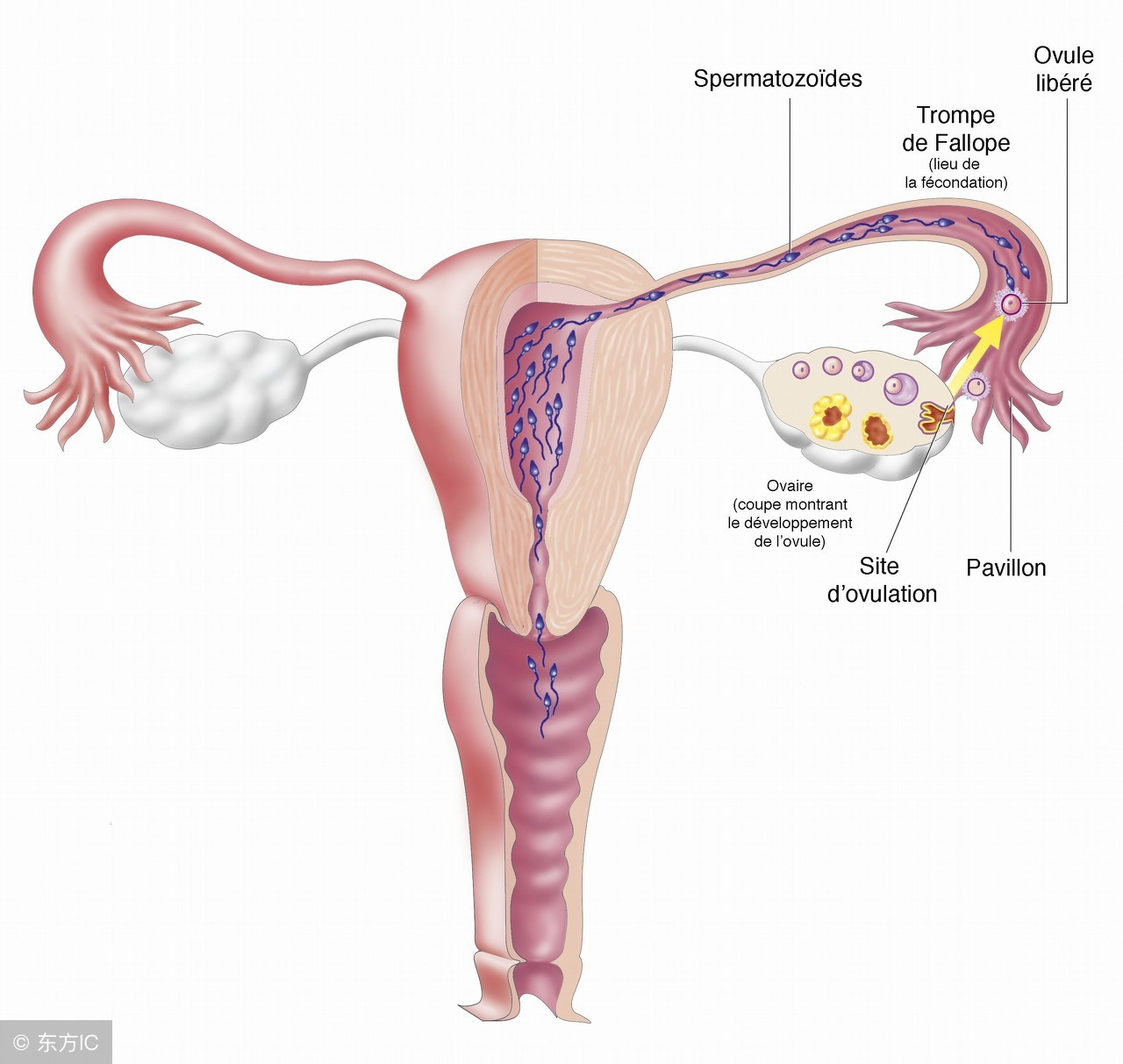 关于输卵管不孕的治疗方法,输卵管性不孕最佳治疗方案