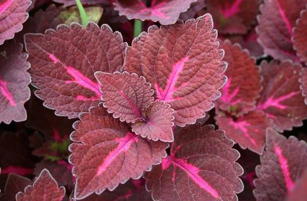 盘点10种世界上著名的带香味的草本植物