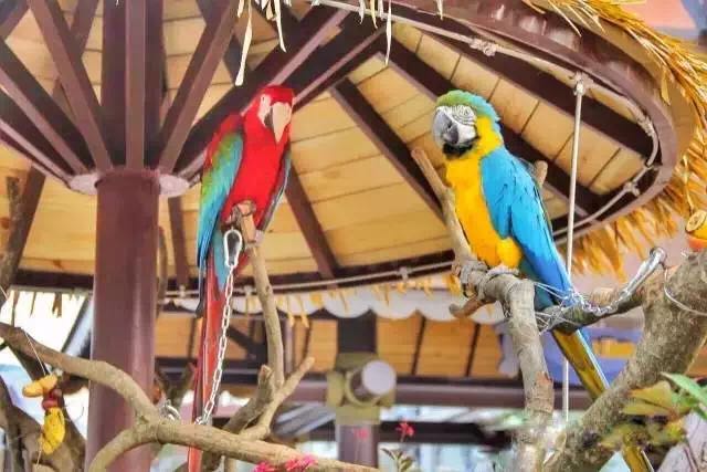 想投食小白虎、赏国际马戏？你有时间，小编有票，周末灵玲走起