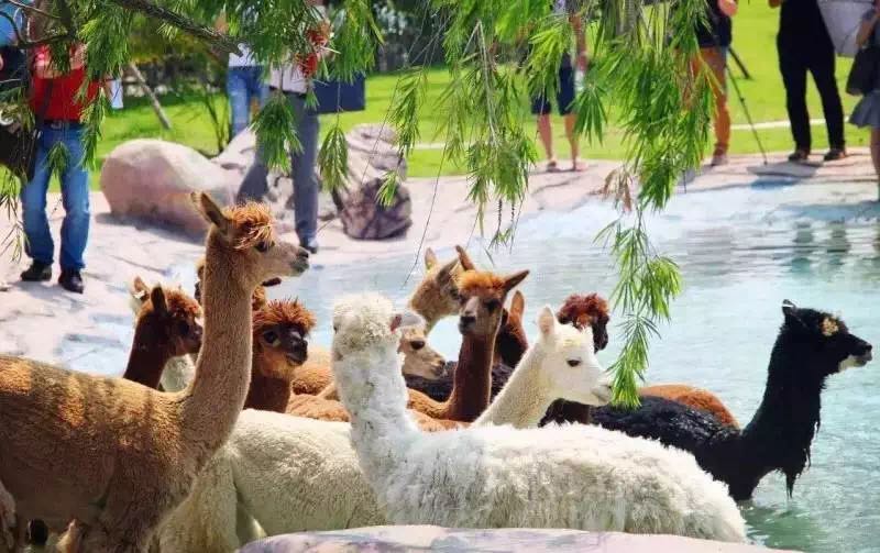 想投食小白虎、赏国际马戏？你有时间，小编有票，周末灵玲走起