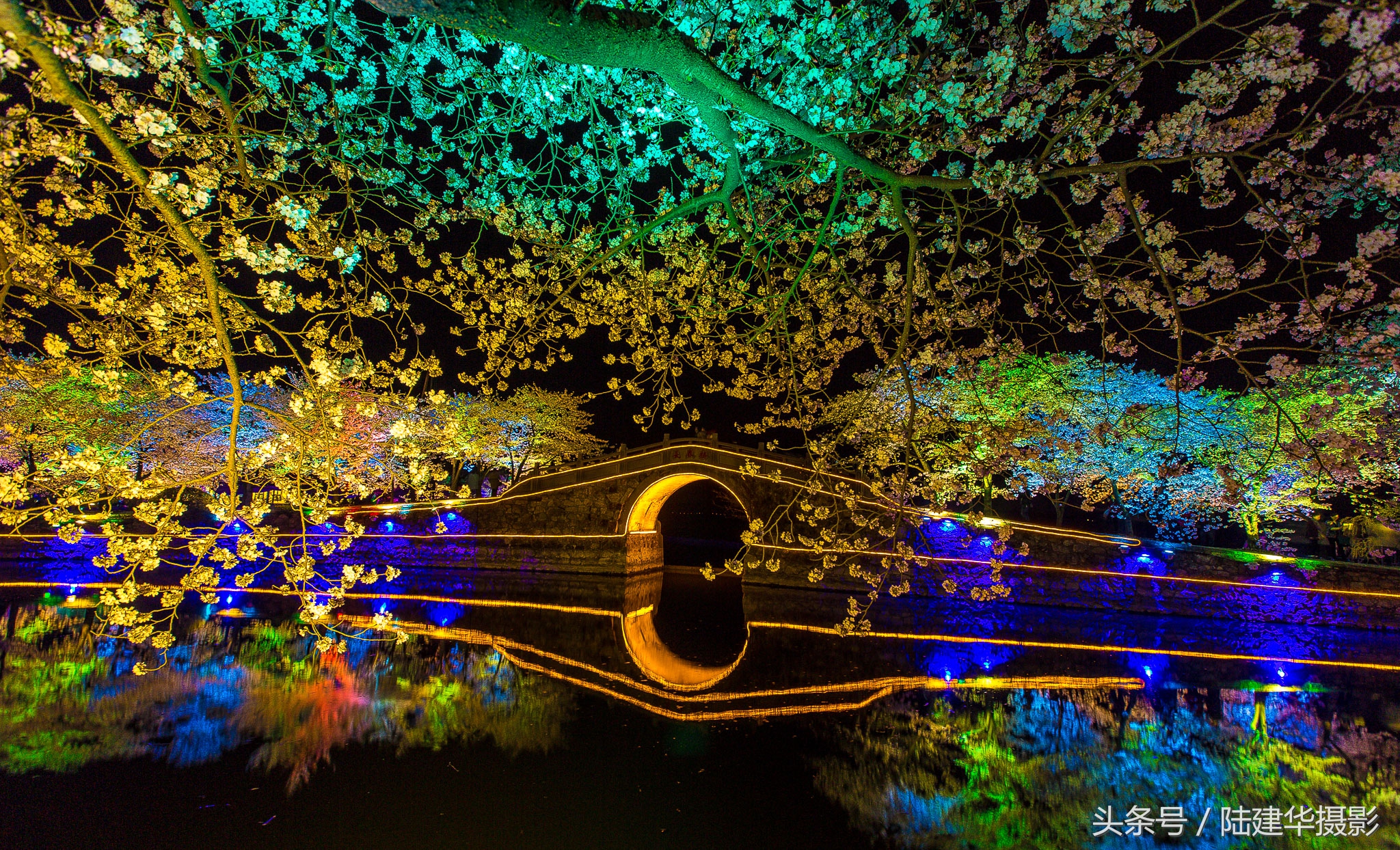 太湖鼋头渚樱花谷,鼋渚樱花是春天最浪漫的邂逅