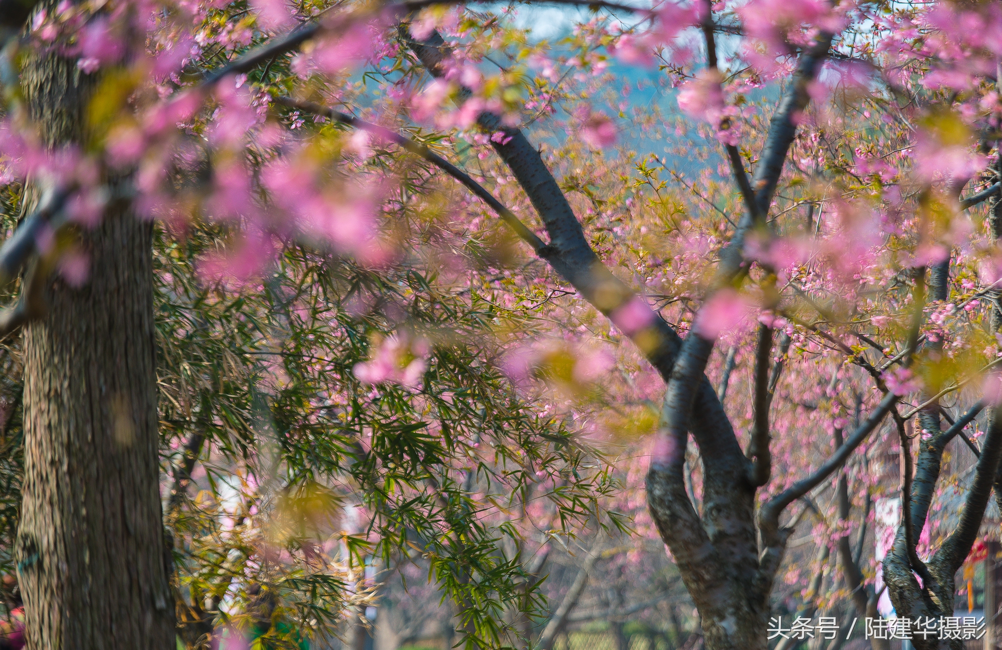 太湖赏樱花鼋头渚旅行攻略,太湖鼋头渚风景区看樱花旅游攻略