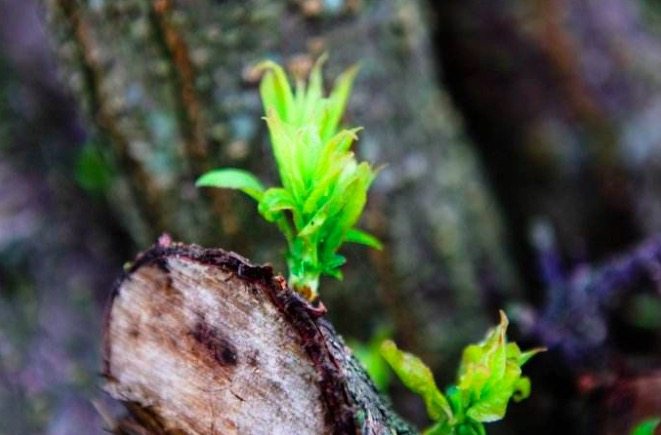 刘禹锡最富有哲理的一首诗,刘禹锡最著名的十首诗四句
