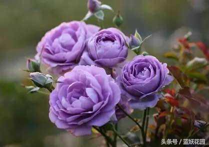 地栽月季怎么浇水,地栽月季浇水的最佳时间