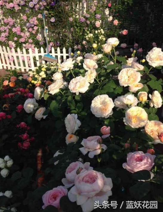 地栽月季怎么浇水,地栽月季浇水的最佳时间