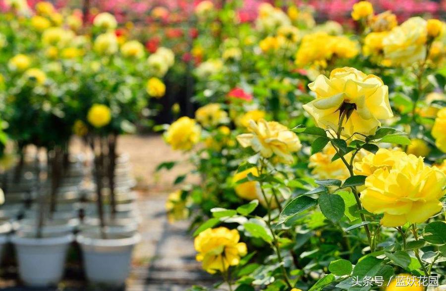 地栽月季怎么浇水,地栽月季浇水的最佳时间