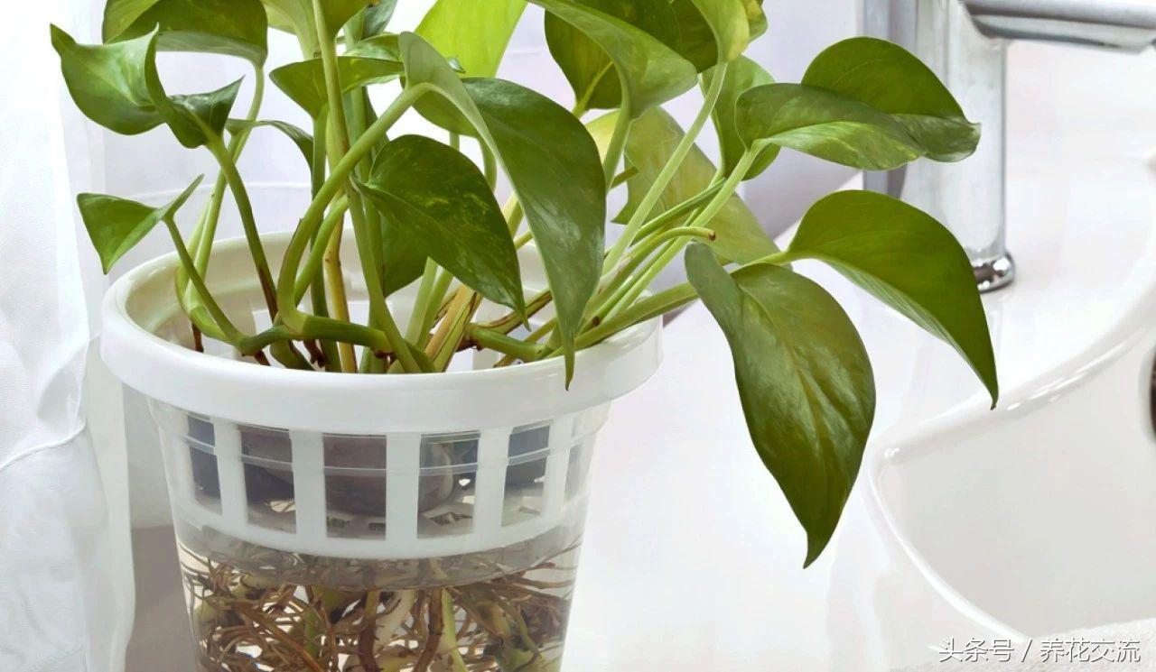 室内有甲醛绿植会怎样,适合家养的绿植吸甲醛