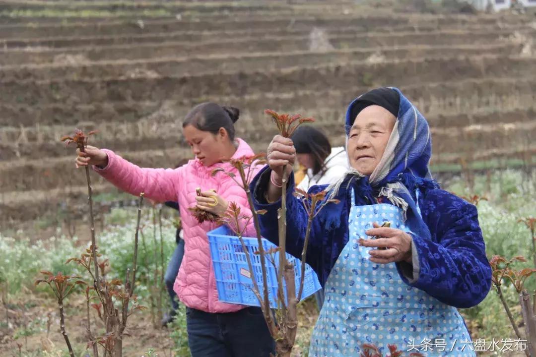 “凉都红香椿”走出国门，将亮相韩国餐桌