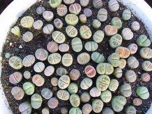 这种石头，放在阳台花盆里，竟然自己开花了！