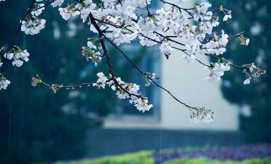 三大赏樱花胜地,又一年樱花盛开
