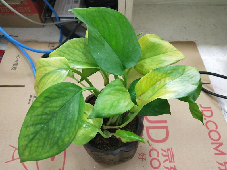 绿萝叶片发黄是缺什么肥料,为什么绿萝根部腐烂叶片发黄