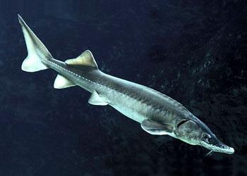 爆浆鱼子酱颗粒,大颗粒鱼籽合集