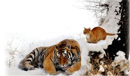 怎么说才能让猫咪听懂你说的话,猫咪对你表示友好时会有什么表现