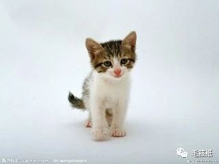 猫最常见的有哪几种品种,世界公认的猫种有哪些名字