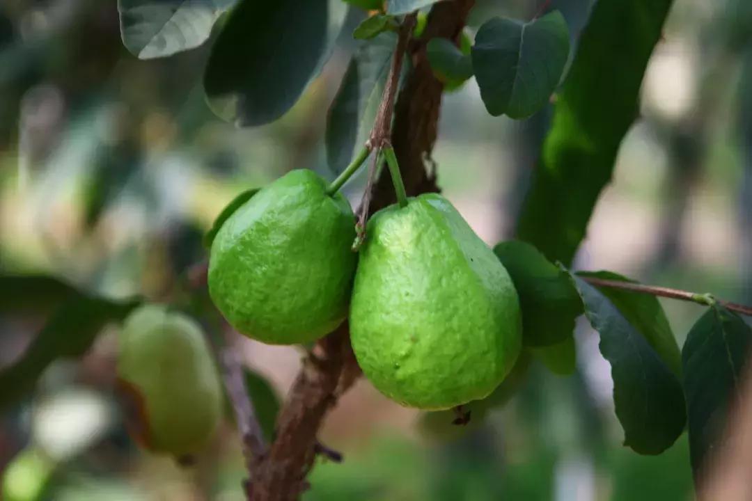 草莓车厘子芒果榴莲菠萝蜜猕猴桃,热带水果芒果榴莲火龙果