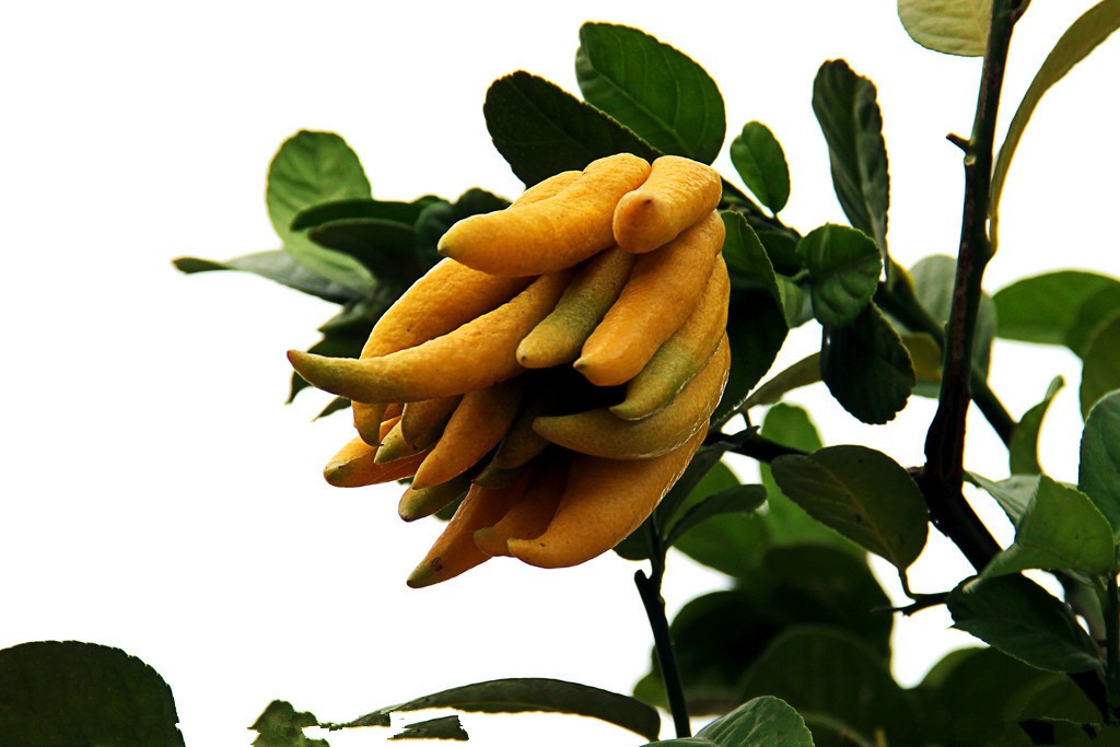 佛手泡茶推荐品种有哪些,佛手的食用价值有哪些