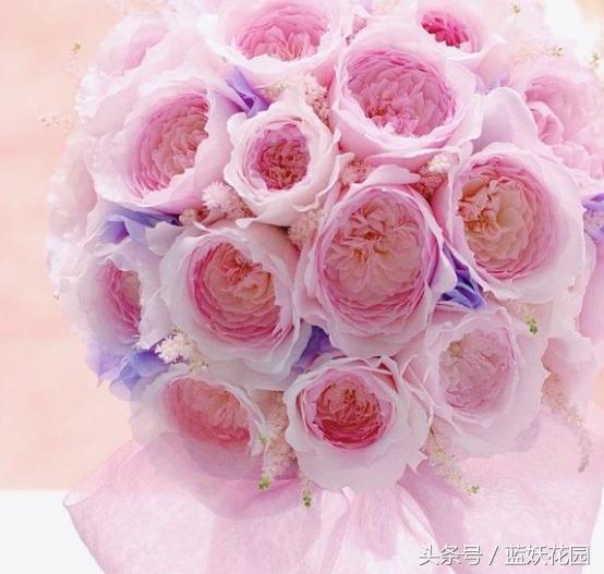 缺少阳光种什么月季,缺少直射光怎么养月季