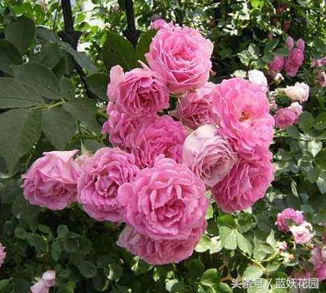 缺少阳光种什么月季,缺少直射光怎么养月季