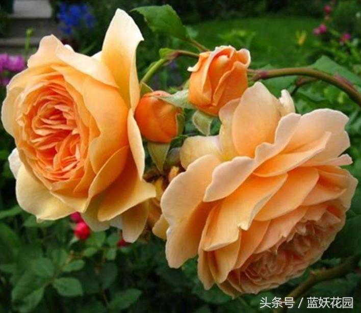 缺少阳光种什么月季,缺少直射光怎么养月季