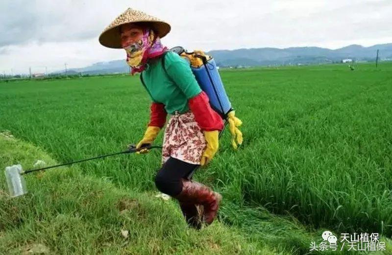 草甘膦除草剂的今日价格,2甲草甘膦批发价格多少
