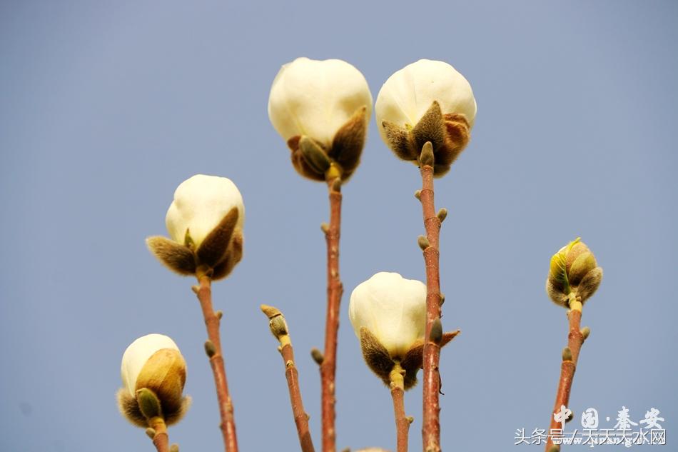 秦安:芳蕊遍地蜜蜂闹*光春**明媚凤山娇