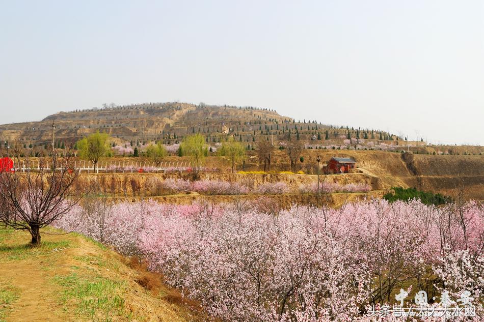 秦安:芳蕊遍地蜜蜂闹*光春**明媚凤山娇