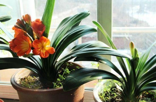 给君子兰吃补药开花旺,君子兰开花之前喂一颗生鸡蛋