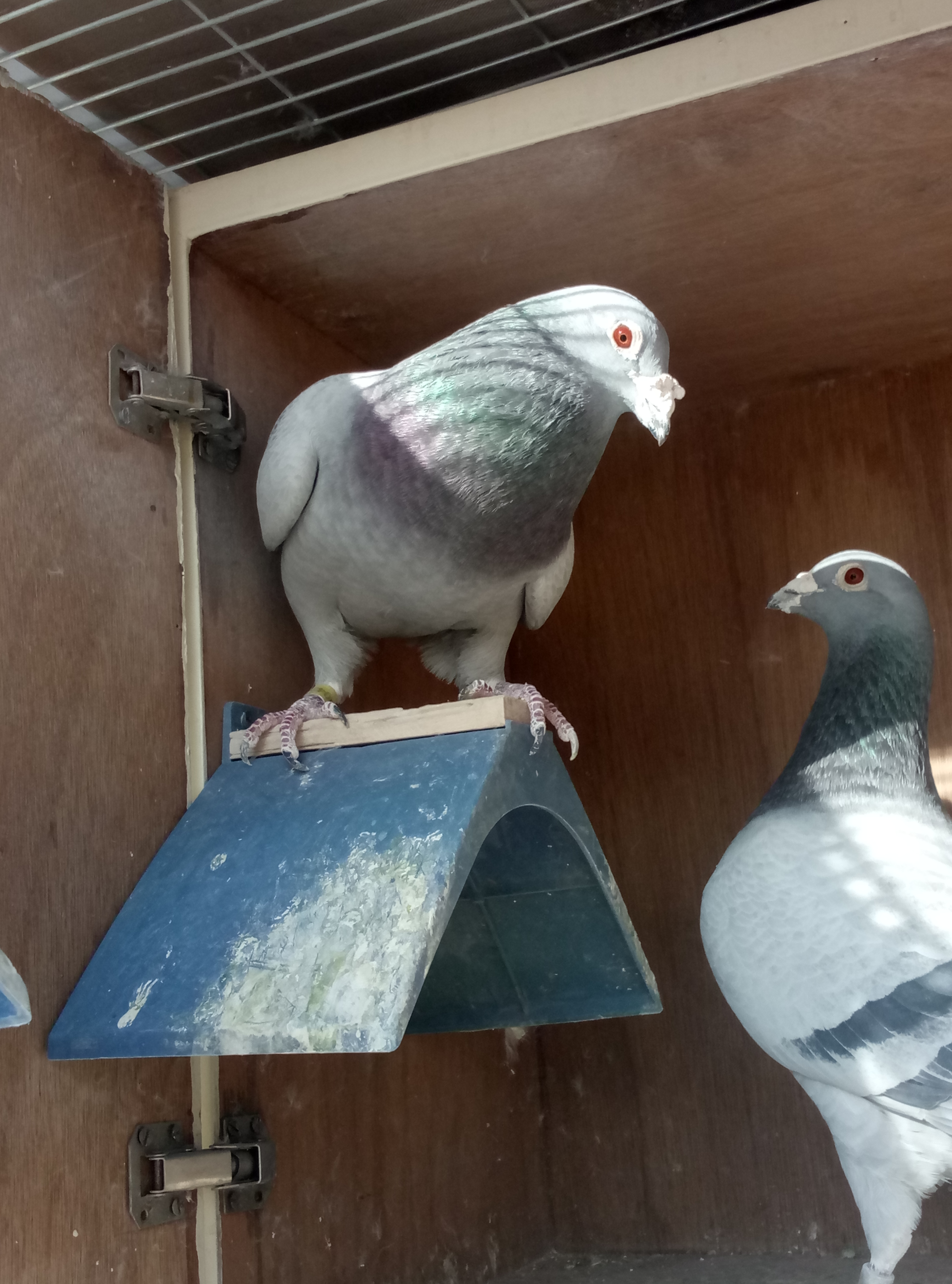 种鸽下无精蛋怎么回事,种鸽无精了