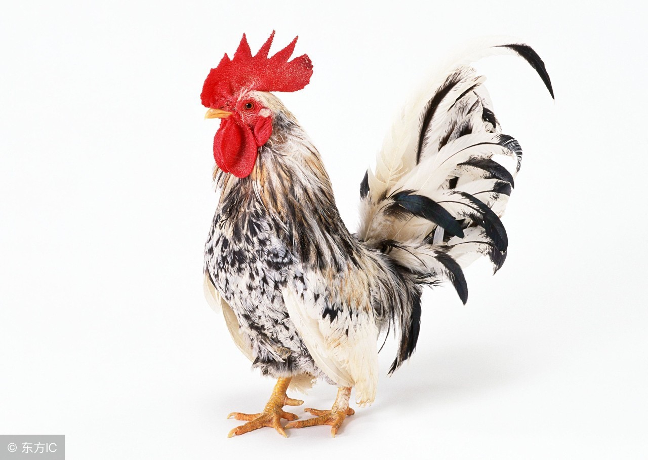 12生肖鸡和什么属相最合,鸡和什么属相最配12生肖运势